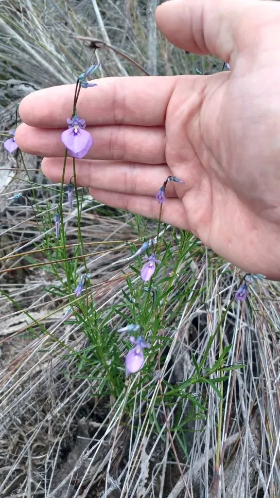 Wild Violet