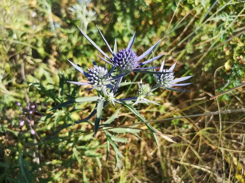 Amethyst Sea Holly