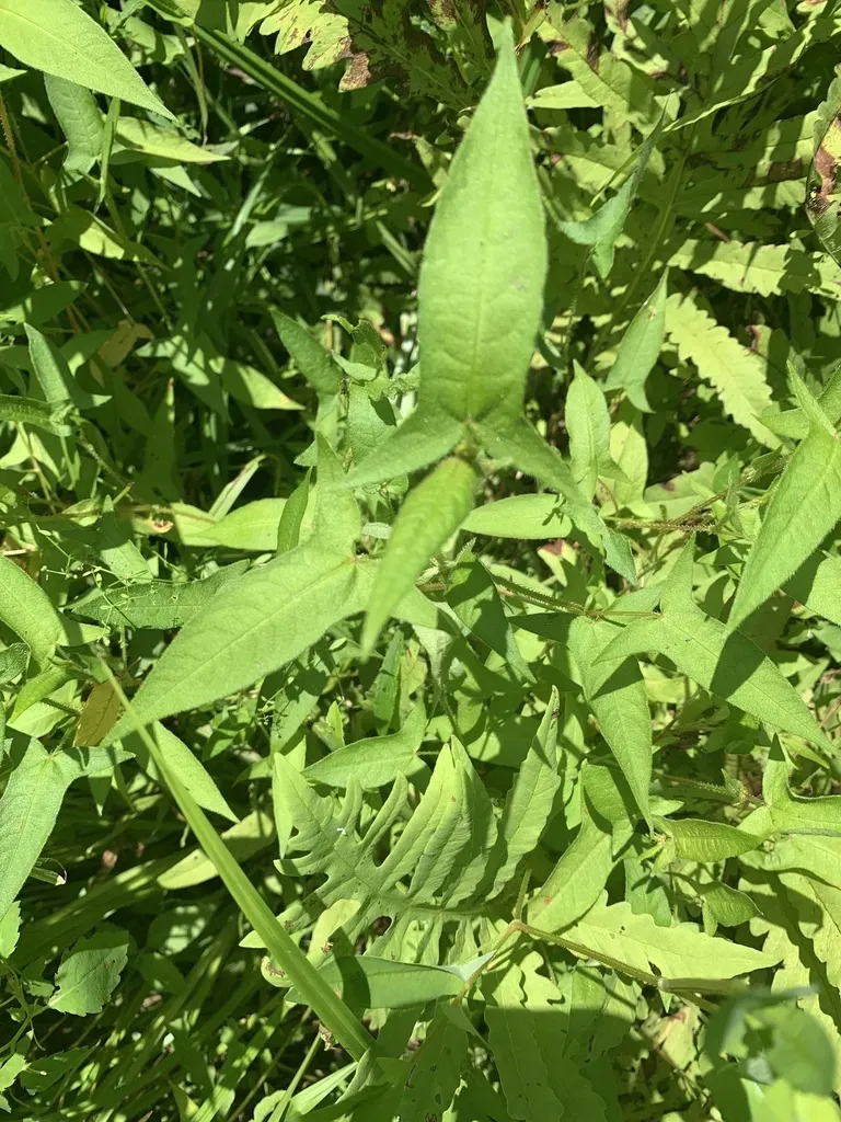 Halberd-leaf Tearthumb