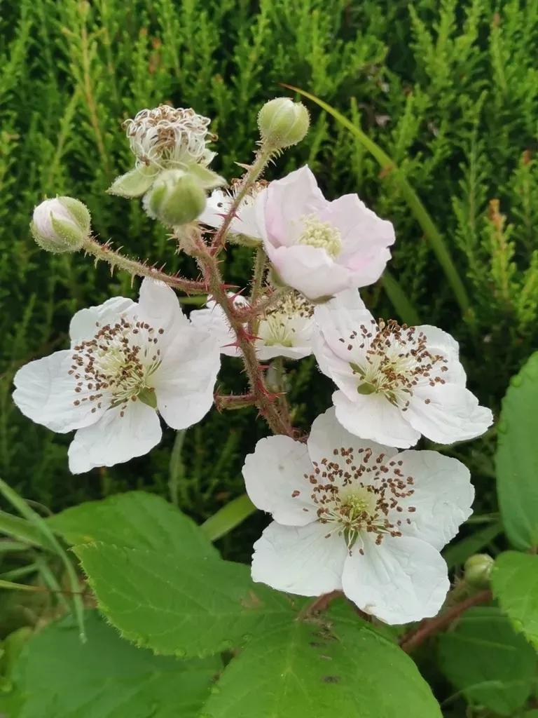 Rubus Hochstetterorum