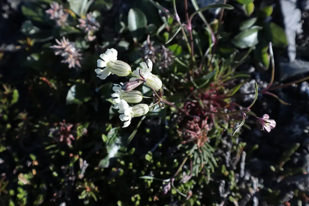 Silene Paucifolia