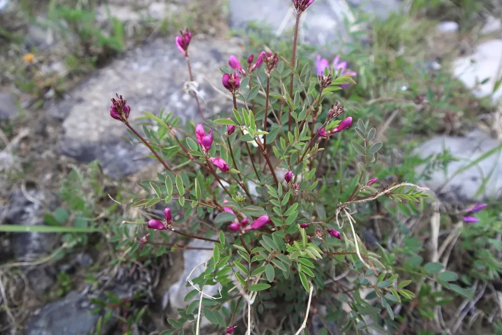 Hedysarum Dasycarpum