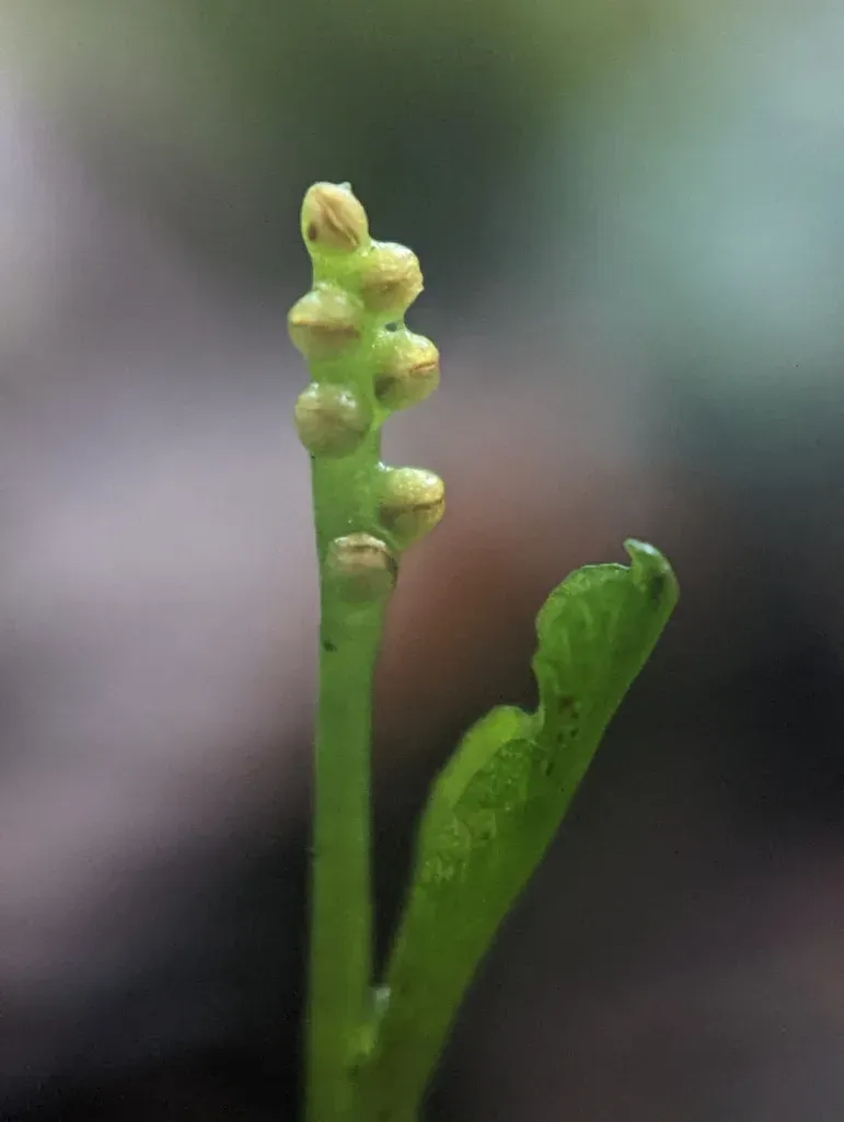 Swamp Moonwort