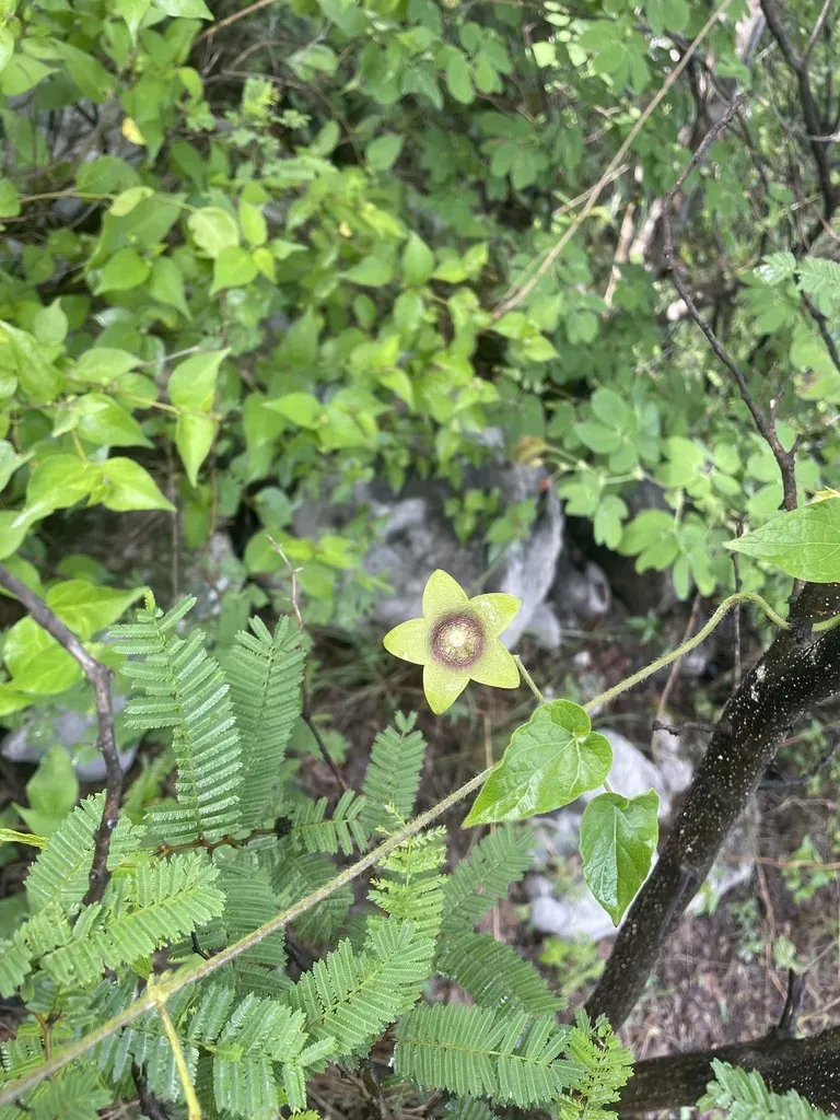 Polystemma Viridiflorum
