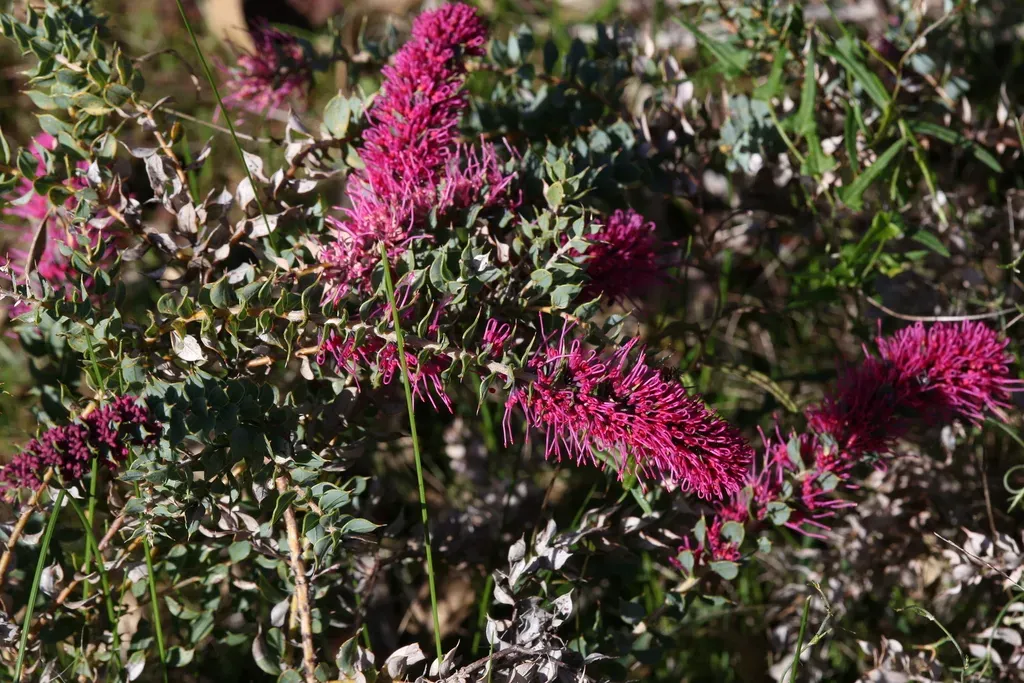 Myrtle Hakea
