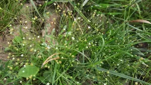 Filiform Rockjasmine