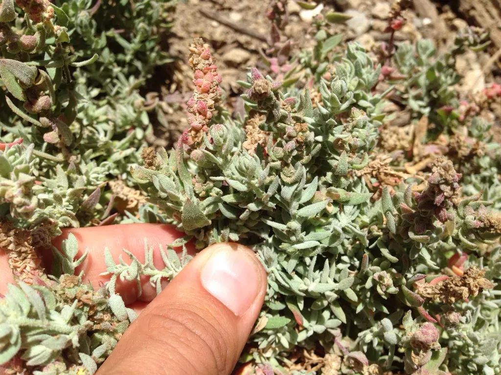 California Saltbush