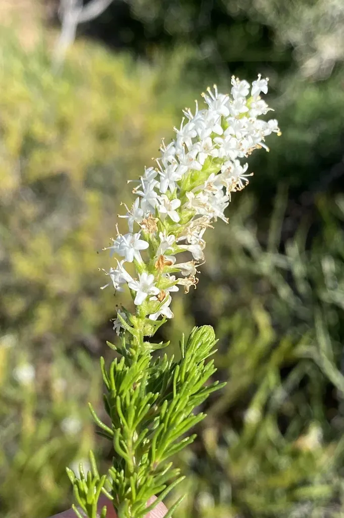 Kleinkaroo Bitterbush