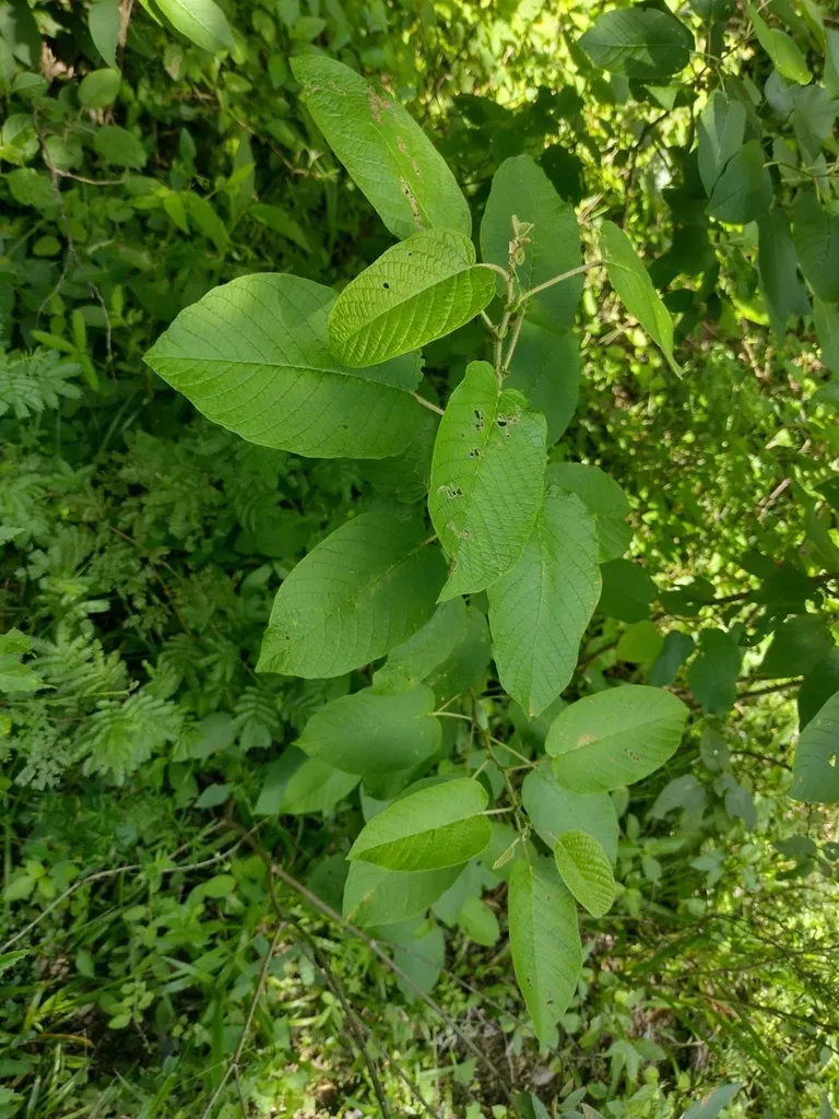 Croton Blanchetianus