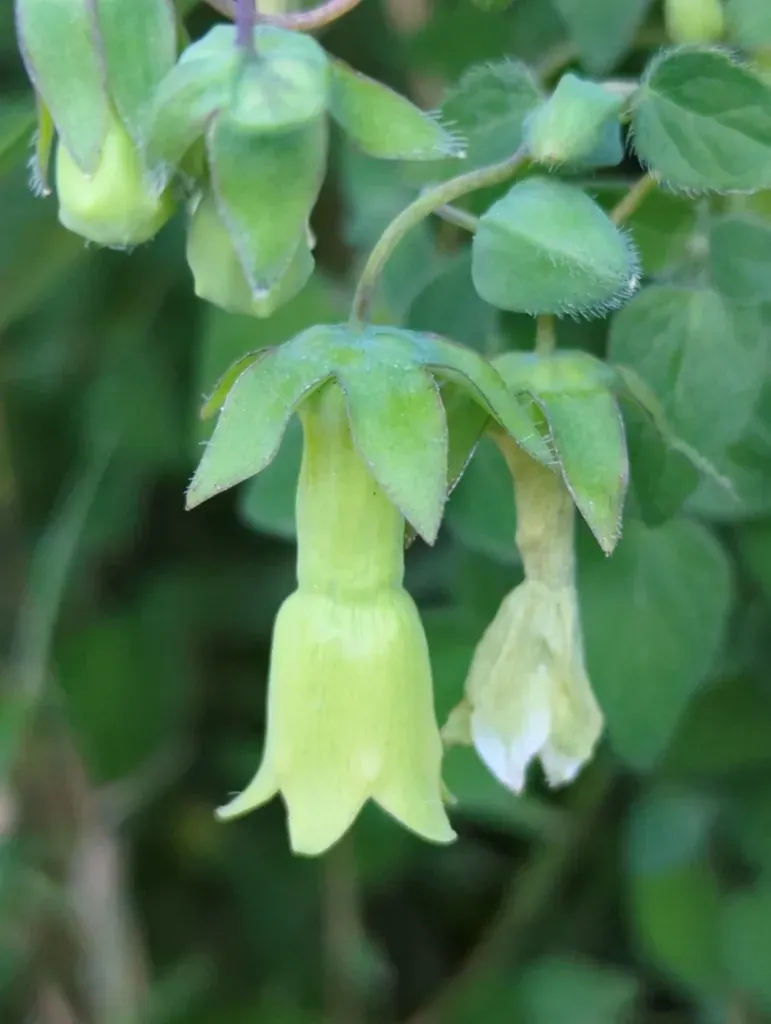 Codonopsis Kawakamii