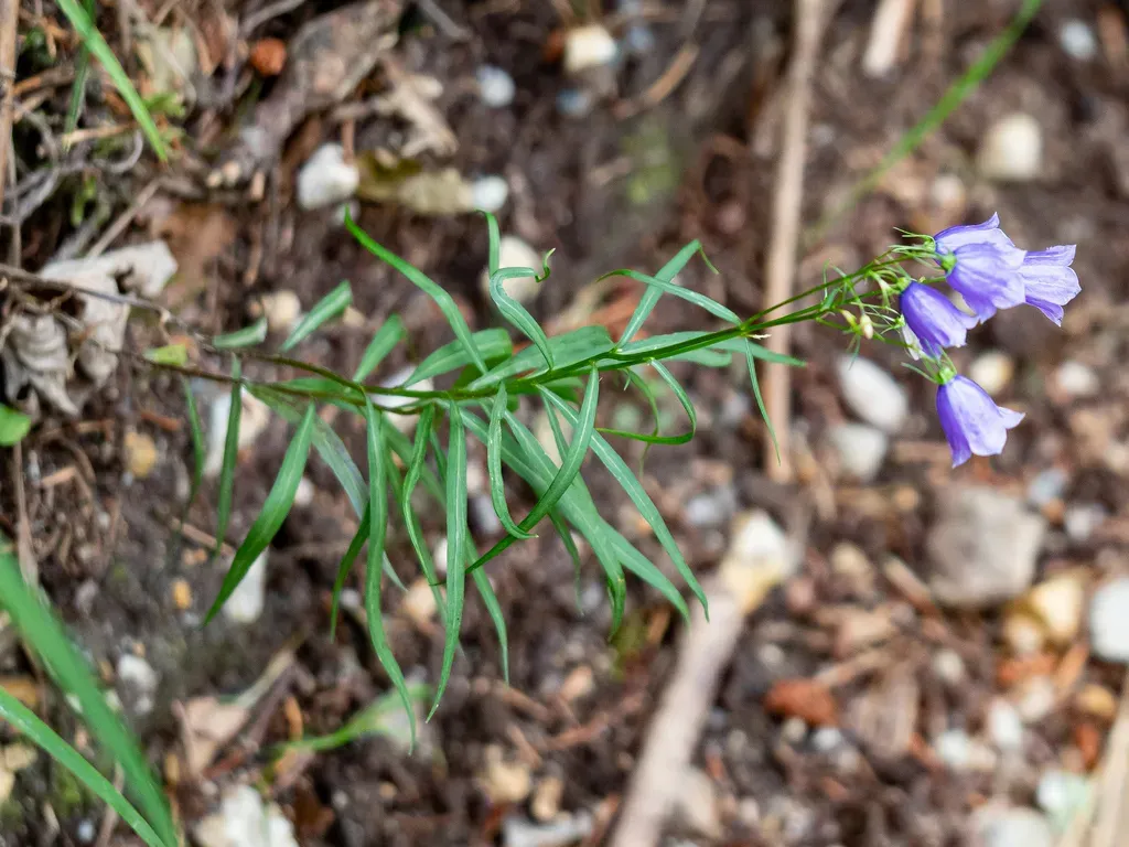 Paniculate Bellflower