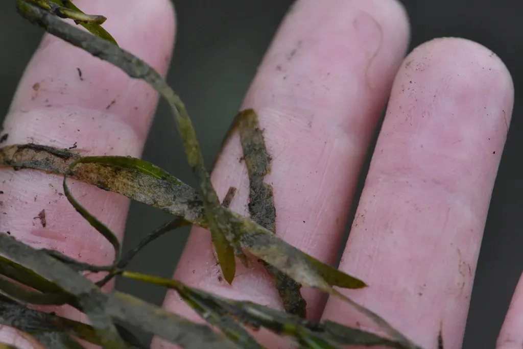 Grass-wrack Pondweed