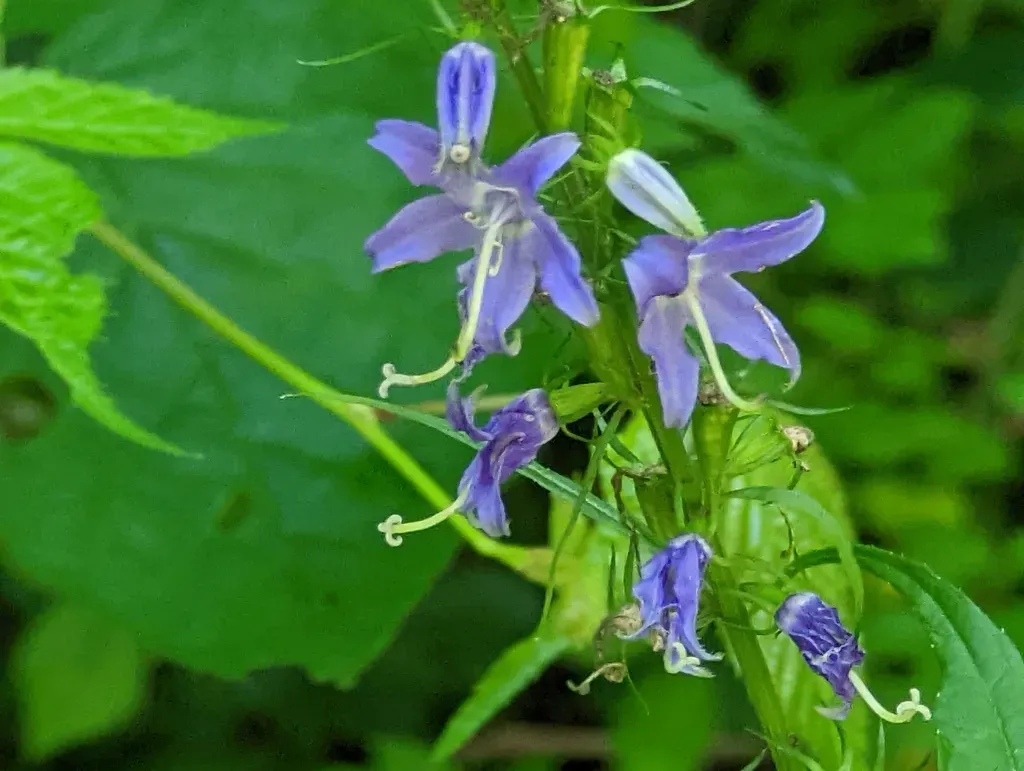 American Bellflower