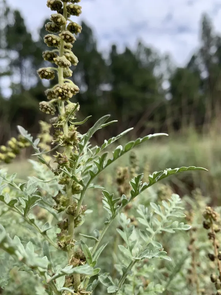 Skeletonleaf Bur Ragweed