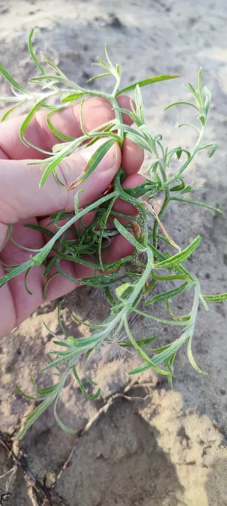 Corispermum Declinatum