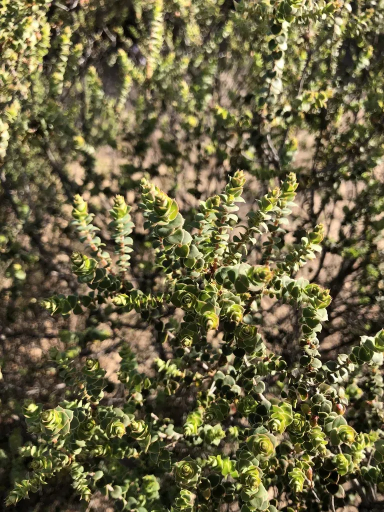 Heartleaved Bearded-heath