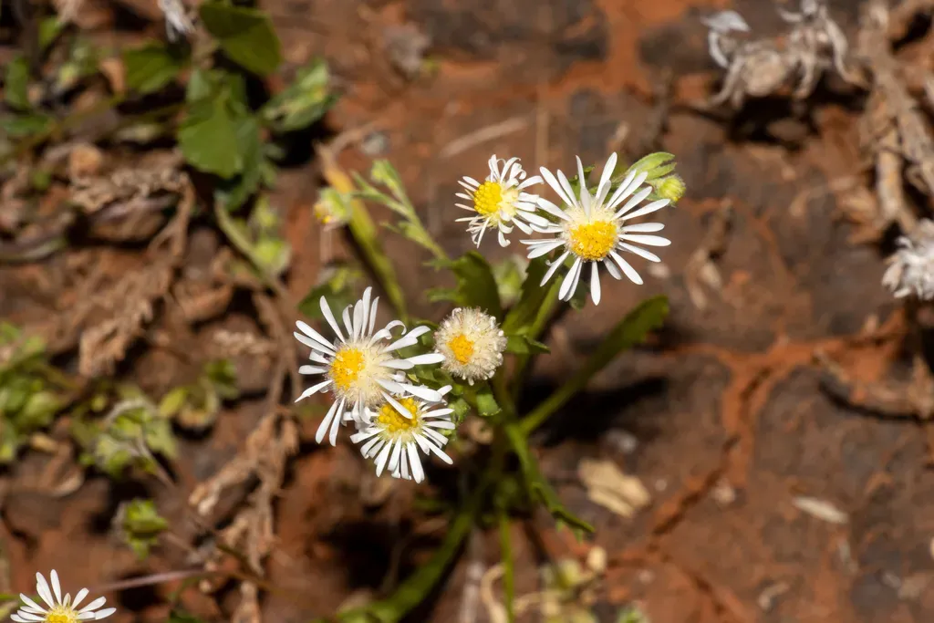 Woolly-headed Burr-daisy