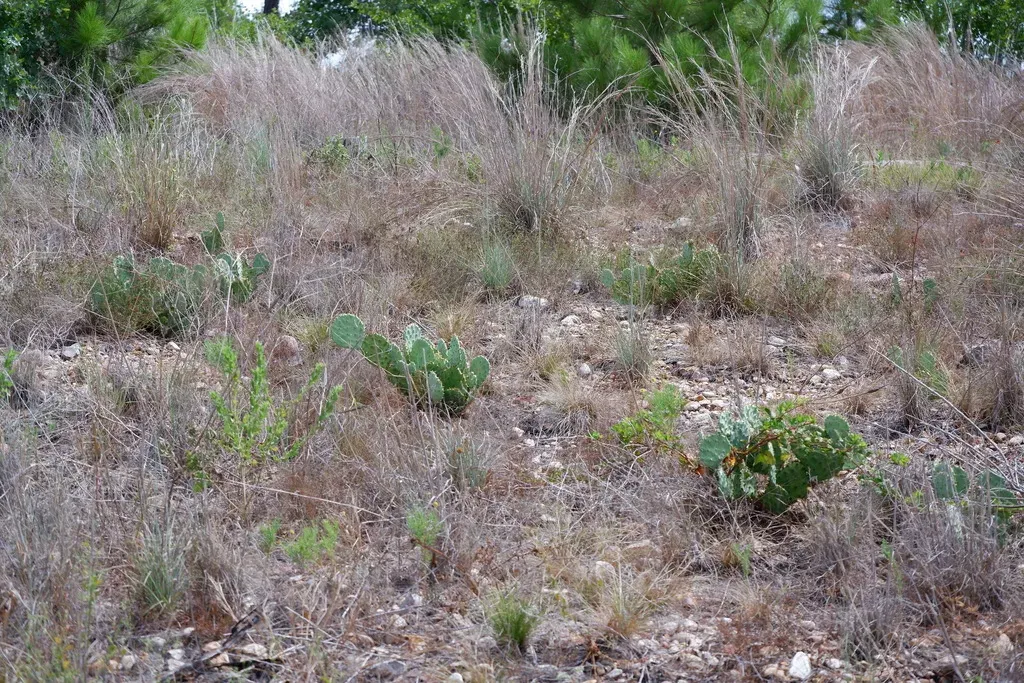 Opuntia Xanthoglochia