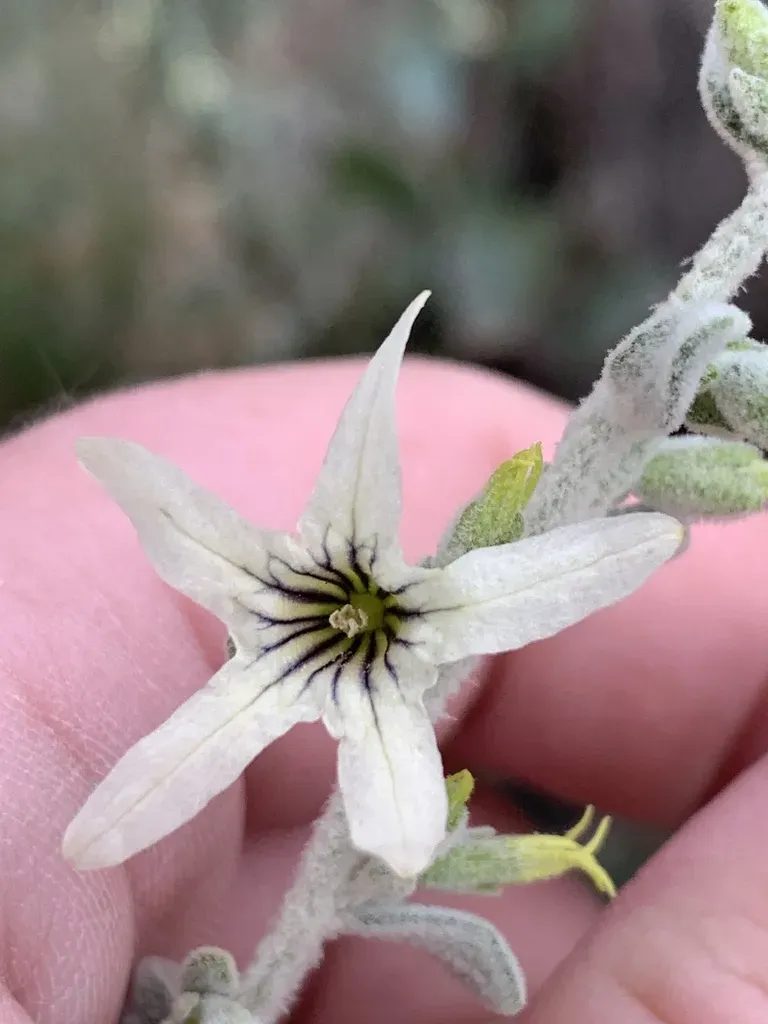 Grey Ray Flower