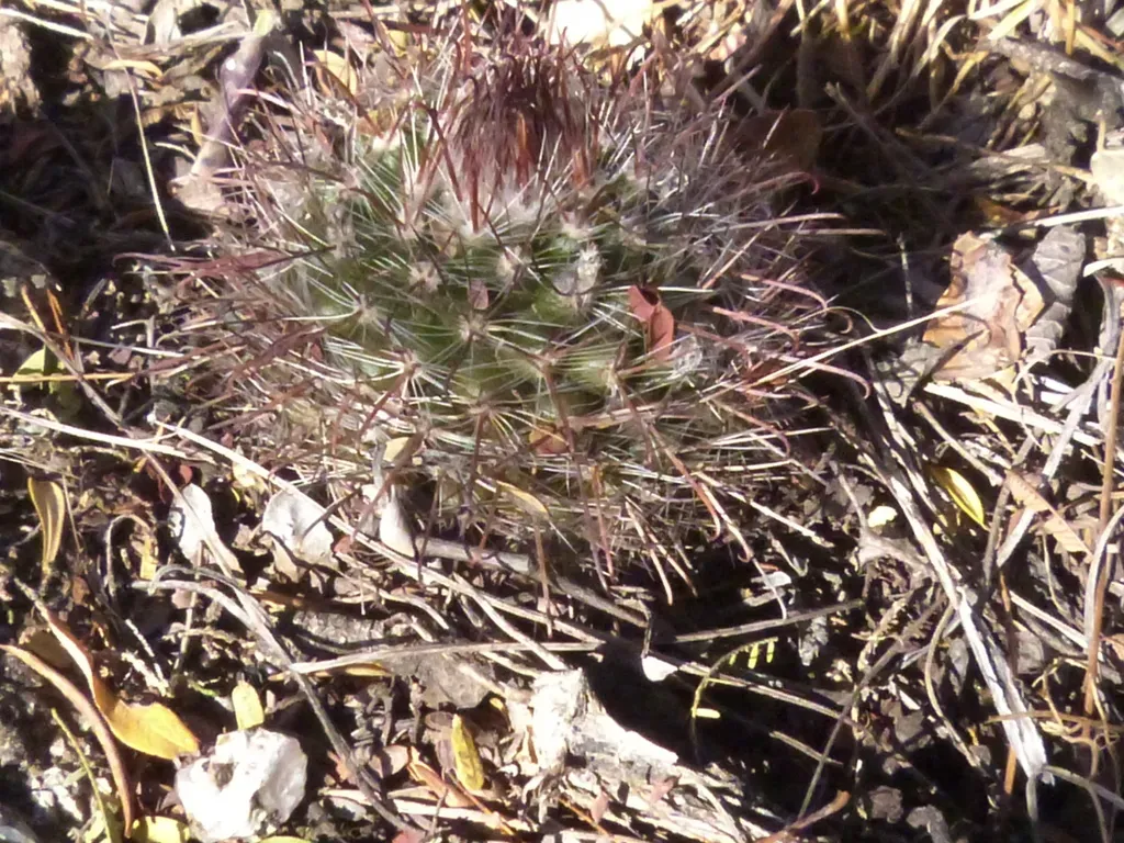 Parodia Microsperma
