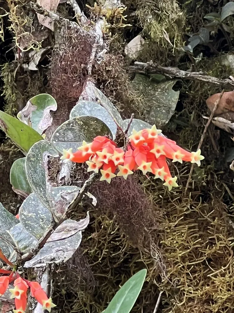 Macleania Smithiana