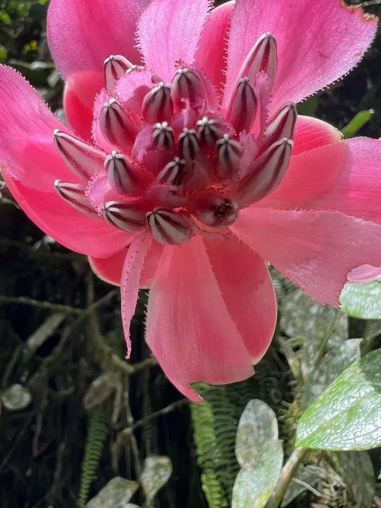 Cavendishia Adenophora