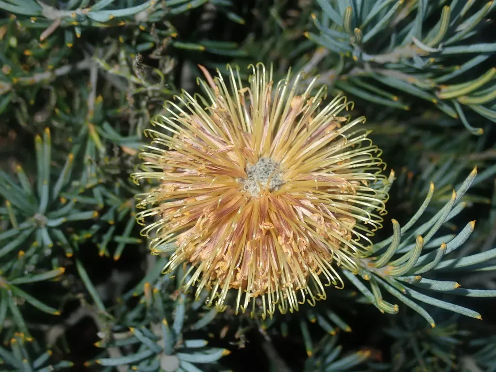 Banksia Micrantha