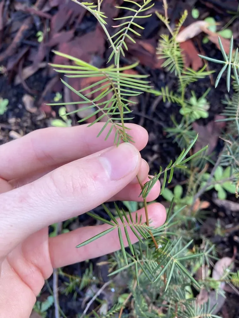 Gompholobium Pungens