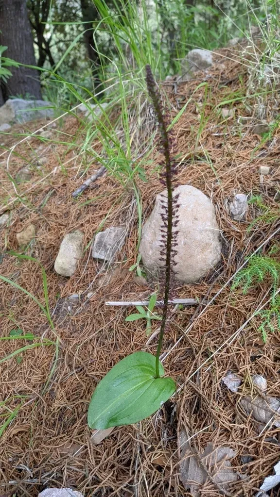 Ehrenberg's Adder's-mouth Orchid