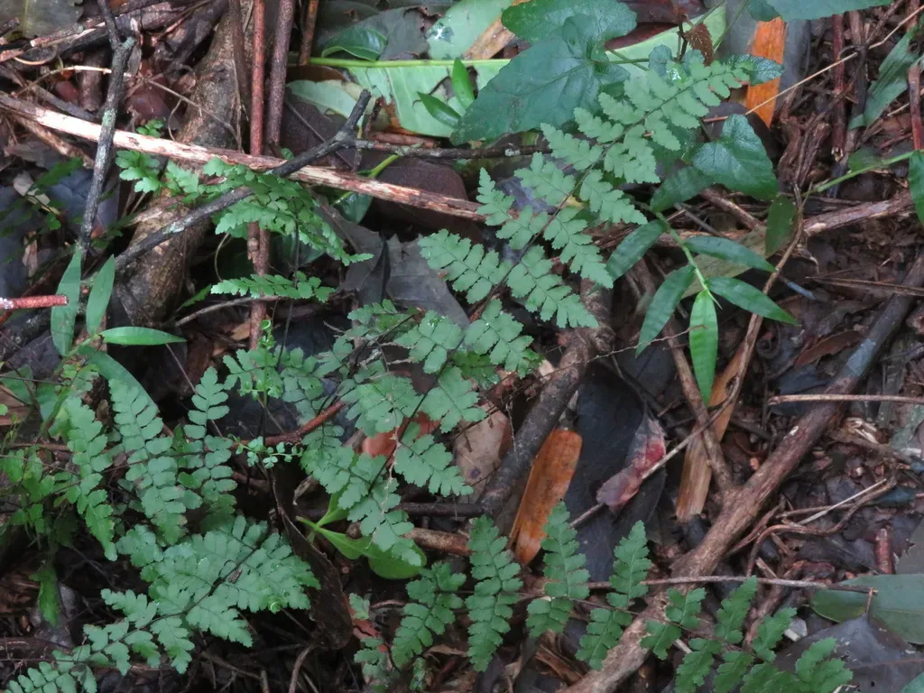 Argentine False Maidenhair