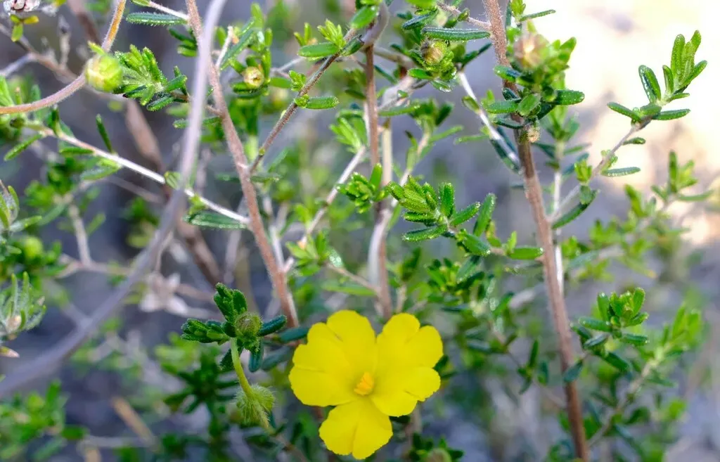 Yellow Buttercups