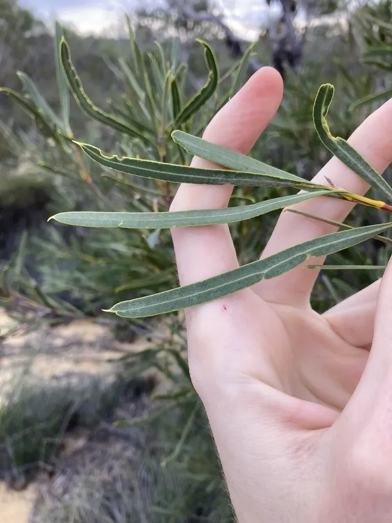 Sandplain Woody Pear