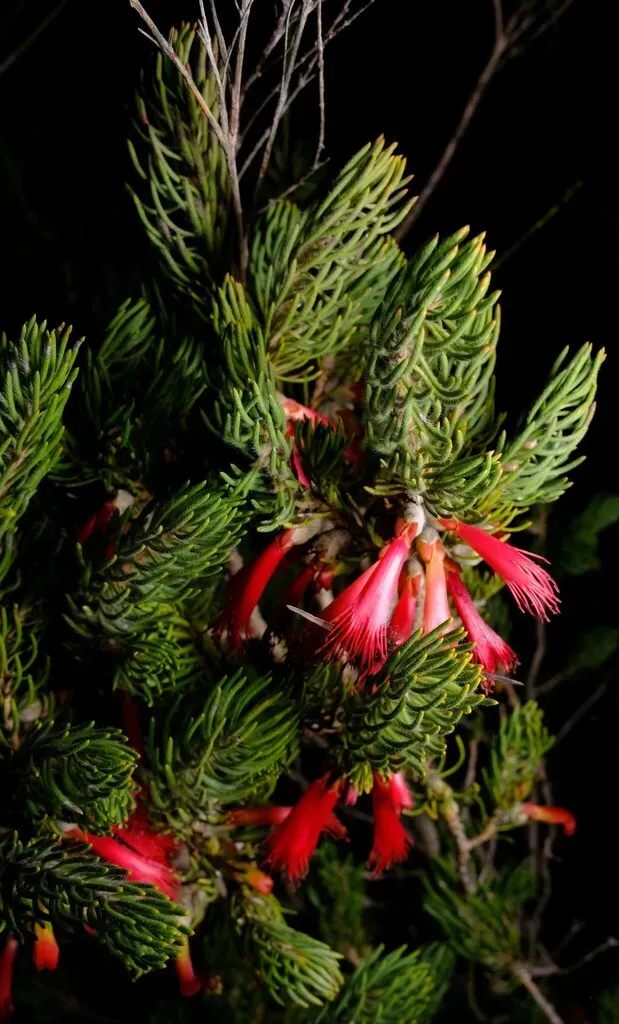 Silky-leaved Blood Flower