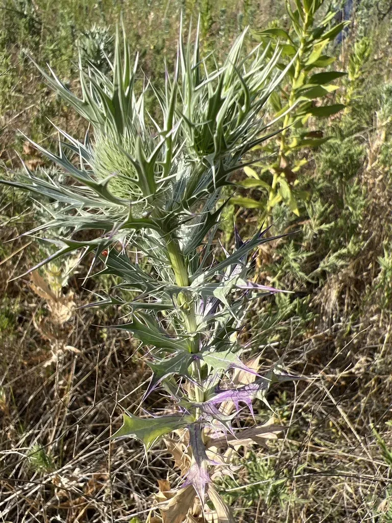 Leavenworth's Eryngo