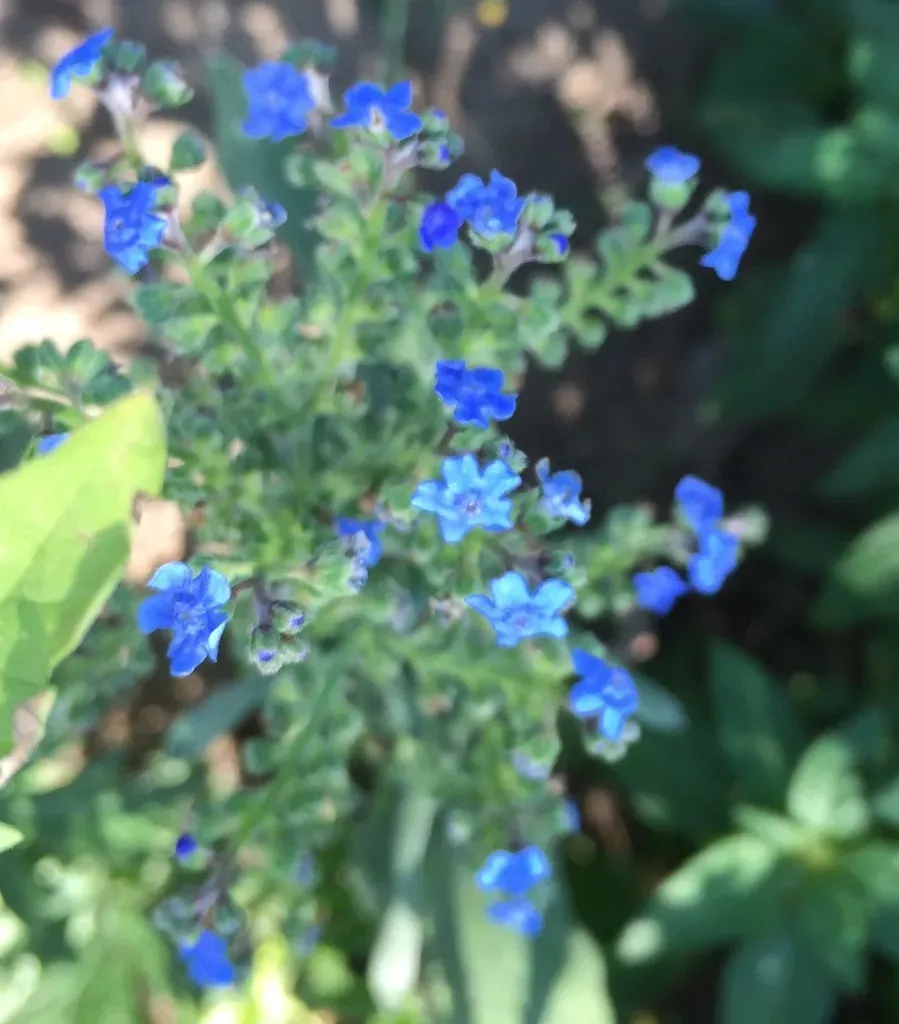 Chinese Forget-me-not