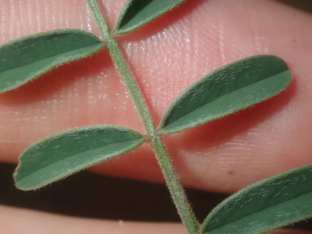 Indigofera Occidentalis