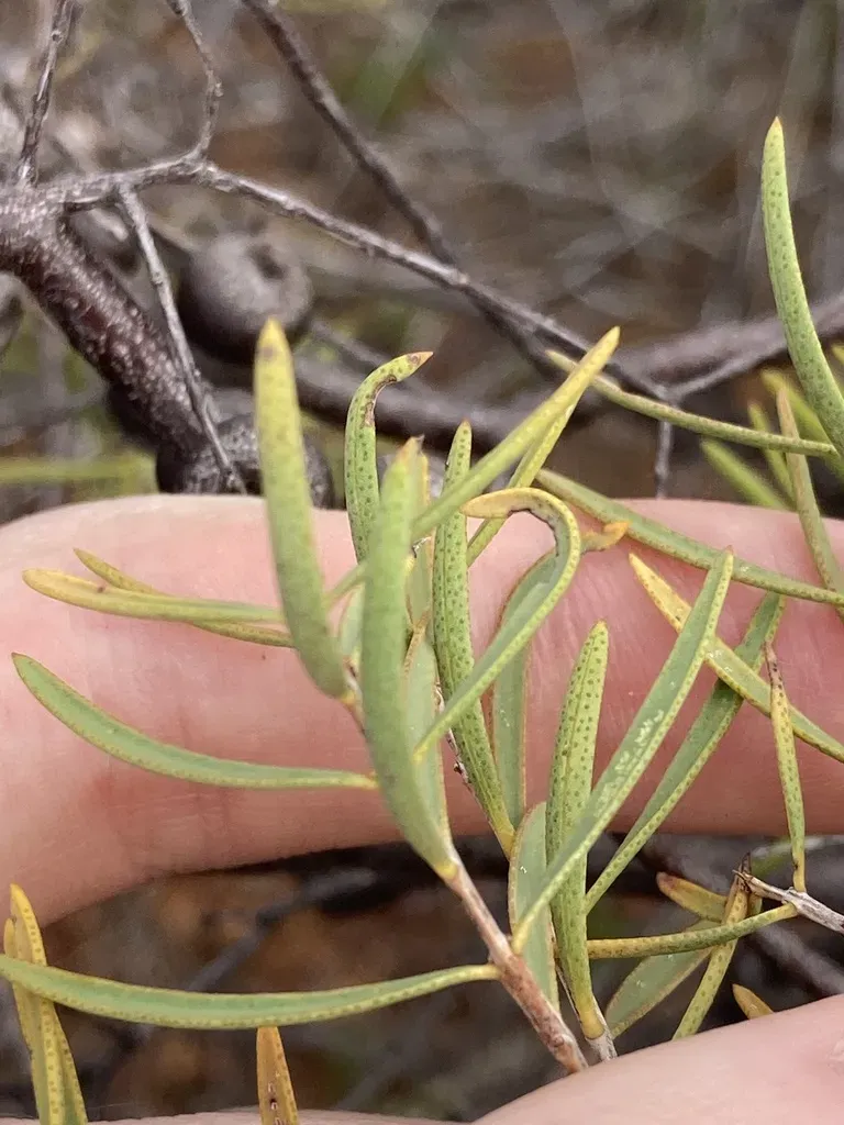 Graceful Honeymyrtle