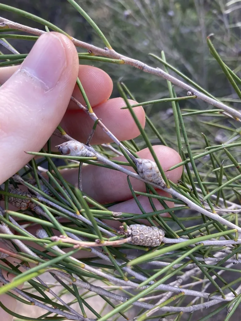 Melaleuca Concreta