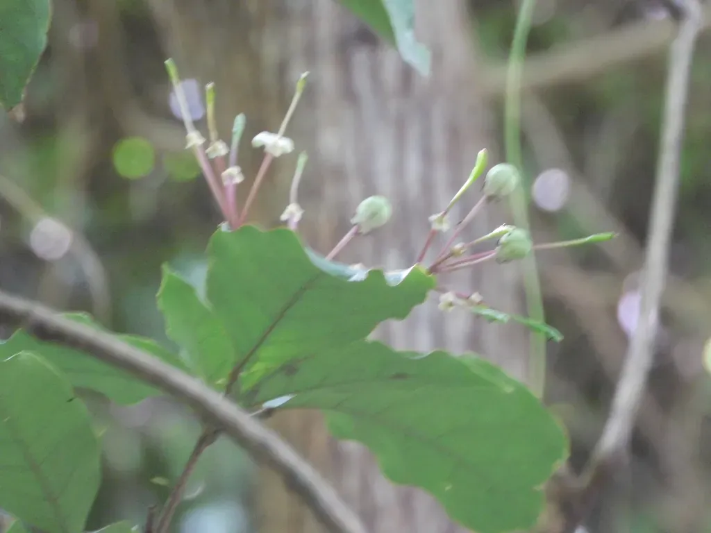 Capparidastrum Frondosum