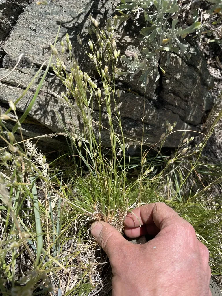 Fendler's Sandwort
