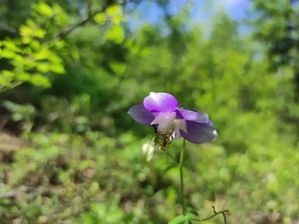 Aquilegia Parviflora