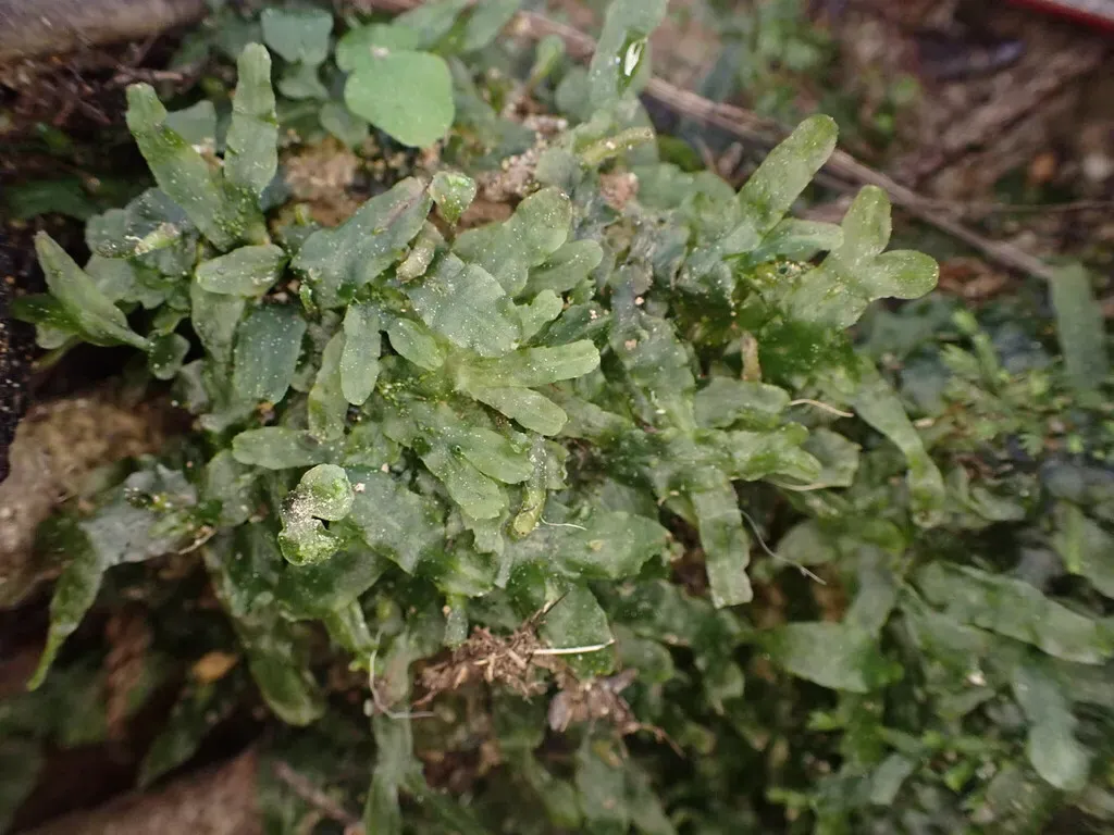 Symphyogyna Undulata