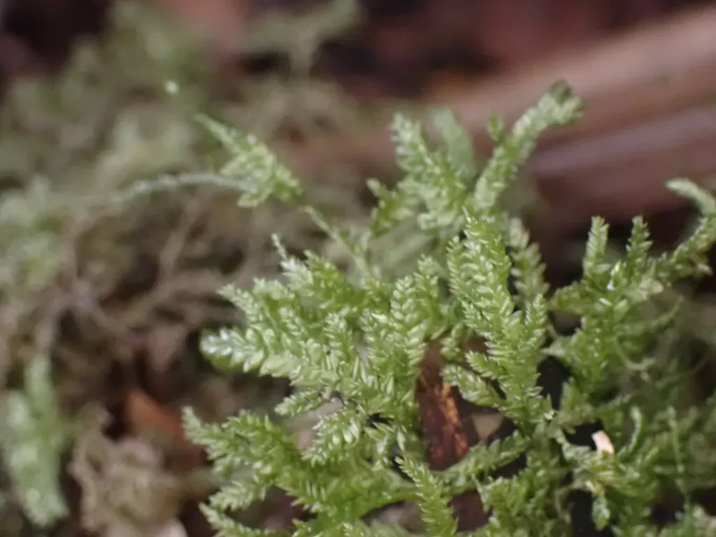 Camptochaete Arbuscula