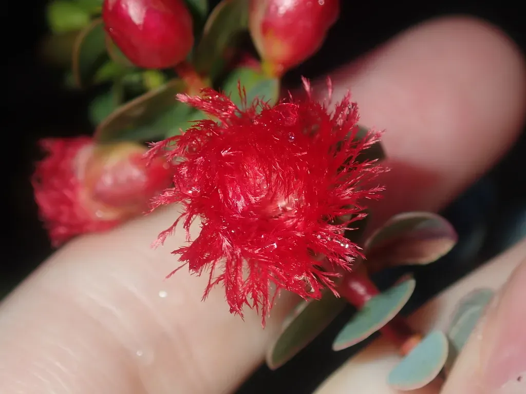 Scarlet Featherflower