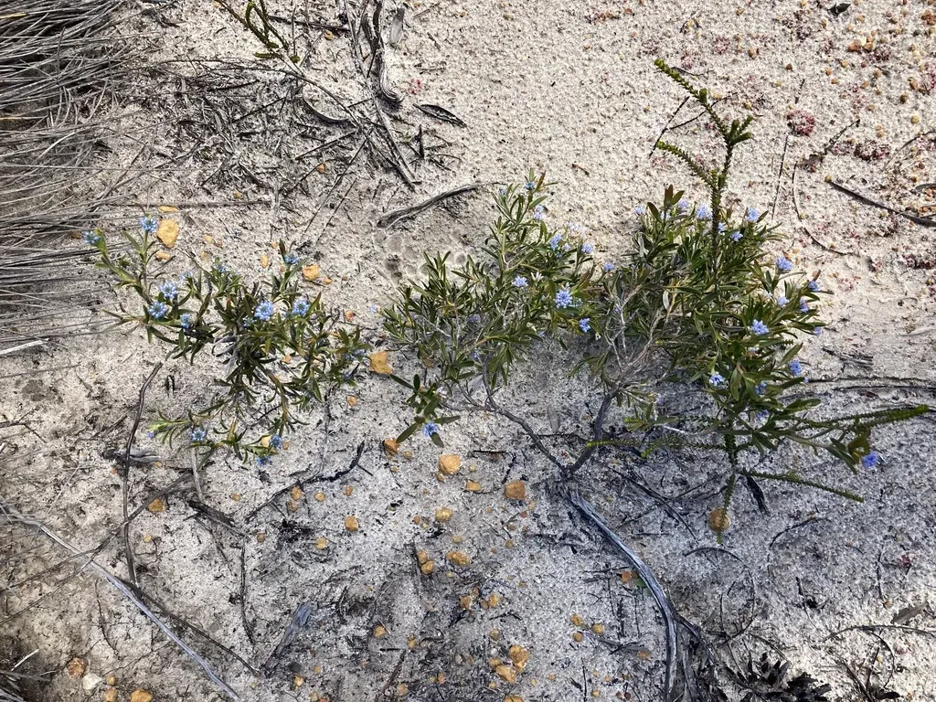 Conospermum Nervosum