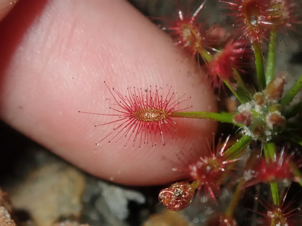 Drosera Barbigera