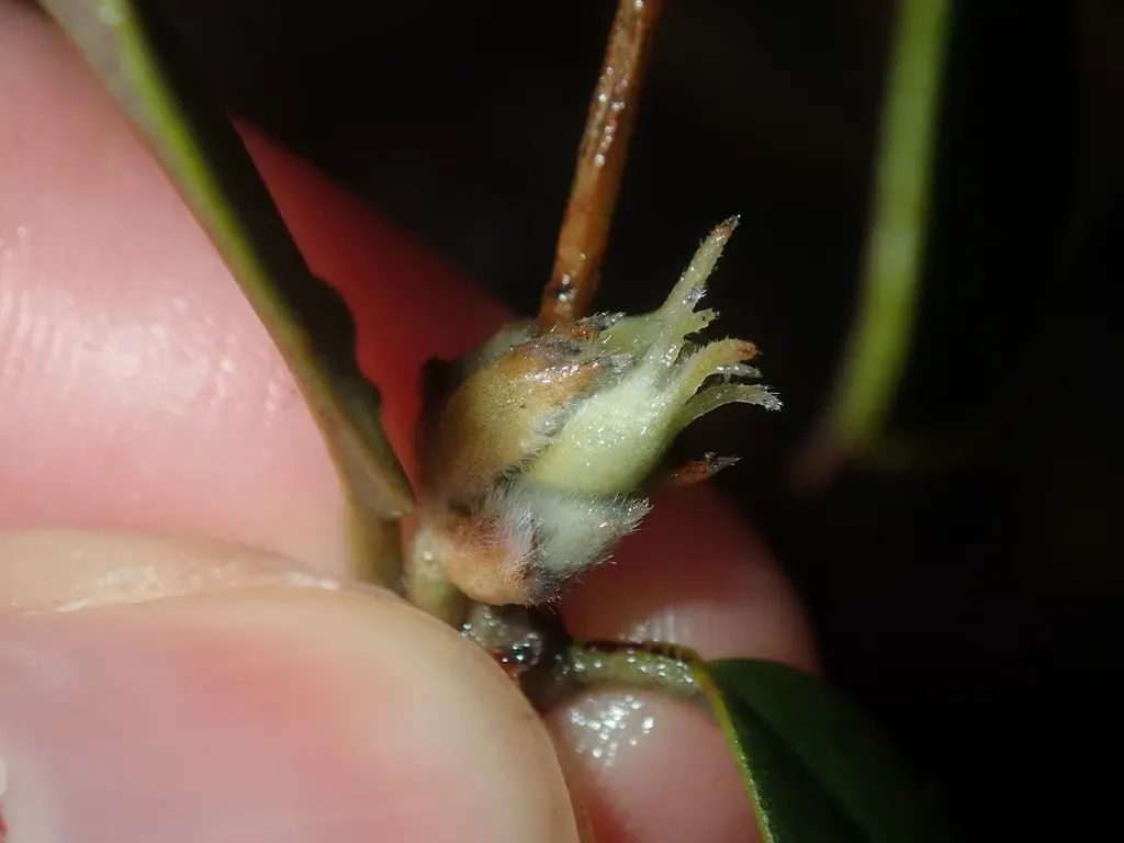 Gastrolobium Axillare