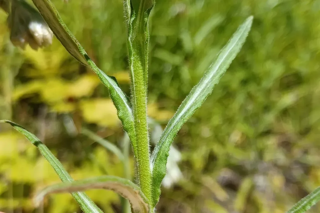 Macoun's Rabbit-tobacco