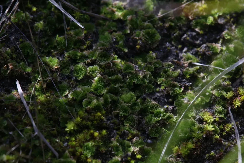 Petalophyllum Preissii