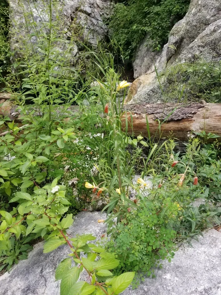 South American Evening Primrose